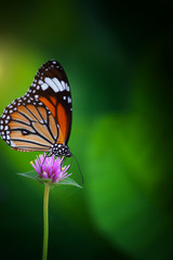 Wall Mural - Butterflies in the garden flowers.