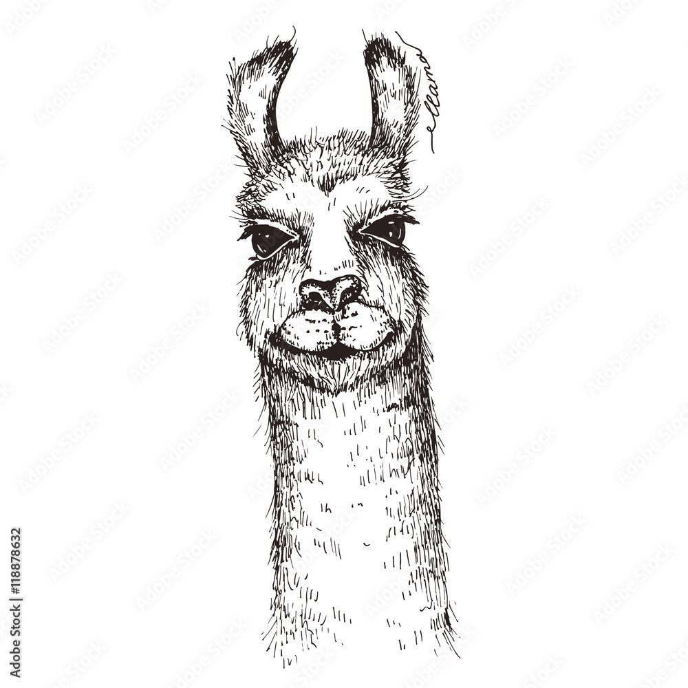Fotografia Wektorowa Lama Głowy Ilustracja Kup Na Posterspl