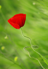 Wall Mural - red poppy macro