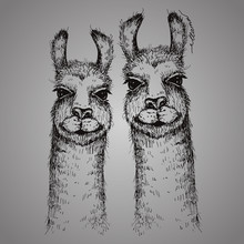 Vector Two Lamas Heads Illustration. Llama Or Alpaca Hand Drawn Ink Sketch. Cute Pair Of Mammal Animals Drawing