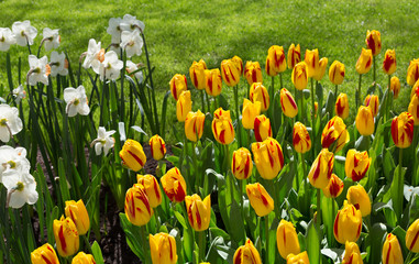 Wall Mural - Flowers Keukenhof park, Lisse. Netherlands.