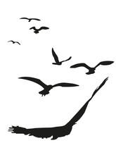 Flock Of Birds On A White Background