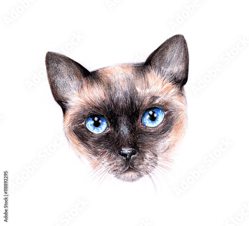 Pencil Drawing Of A Siamese Cat Buy This Stock Illustration And