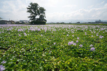 Water Hyacinth At Motoyakushiji Area,Kashihara,nara,japan