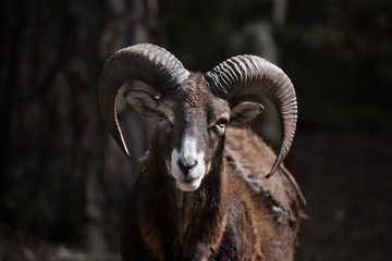 european mouflon (ovis orientalis musimon).