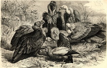 Vultures (from Left) - Cinereous Vulture, Egyptian Vulture, Griffon Vulture (from Meyers Lexikon, 1895, 7 Vol.)