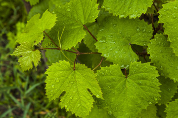 Green grape leaves in the morning dew.