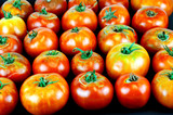 Fototapeta Kuchnia - fresh farm picked tomatoes