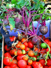 Organic beets and tomatoes picked fresh form the garden  outside.