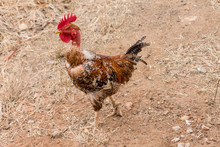 Transylvanian Naked Neck Or Turken Rooster