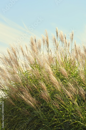 タカノハススキの穂 Stock Photo Adobe Stock