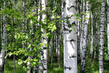 Wall Mural - birch trees in a summer forest