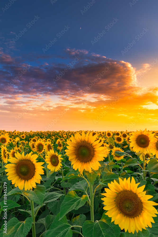 Sunflower field in sunset #2 - obrazy, fototapety, plakaty 