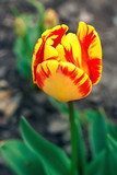 Fototapeta Tulipany - Vibrant, yellow, colorful tulip. tulip blossoms in spring sun. tulip in the field