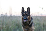 Fototapeta Dziecięca - Dog german shepherd on the field and sunset