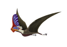 Tapejara, A Genus Of Brazilian Pterosaur From The Cretaceous Period.