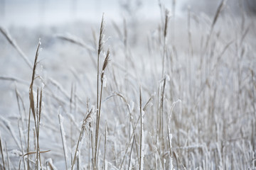 Naklejka na meble Snowfall in the field. Bush Grass covered with ice crystals. The snow glistens on the blade of grass. Close-up. Winter background. Copy space.