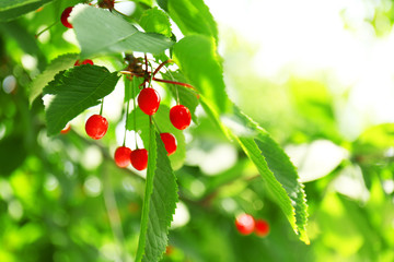 Canvas Print - Red cherries, closeup