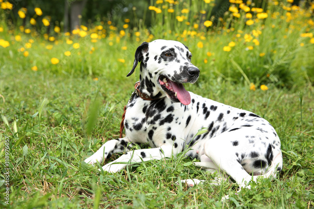 Dalmatian dog on a grass