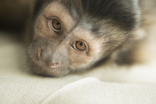 A Capuchin Monkey In A Bedroom, Lying On An Upholstered Chair, Looking Forlorn.