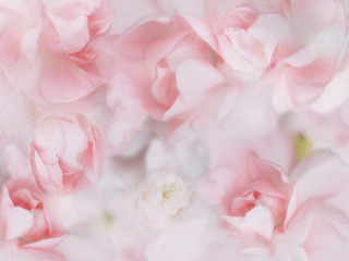 Wall Mural - sweet pastel flowers background