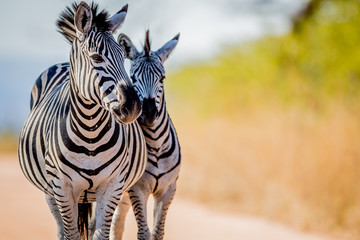 Two Zebras bonding in the Kruger.