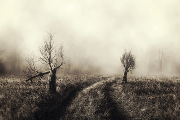 Wall Mural - dark horror forest background.