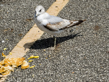 Gull Eating Breakfast