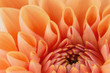 © boule1301 - Orange flower petals, close up and macro of chrysanthemum, beautiful abstract background
