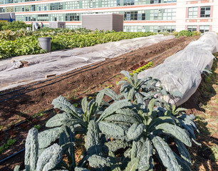 Wall Mural - Urban Rooftop Farm