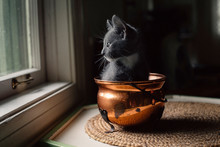 Kitten Sat In A Copper Pot Indoors 