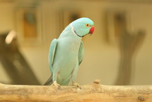 Blue Ringneck Parrot With Red Beak On Branch