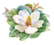 Watercolor Summer Blooming White Magnolia Flower.
