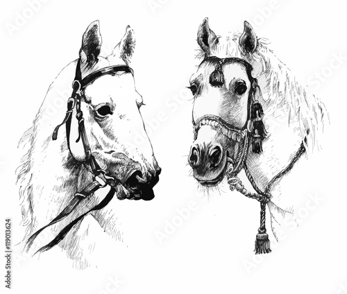 Plakat na zamówienie Dwa piękne białe konie z głowicami