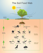 The Soil Food Web.