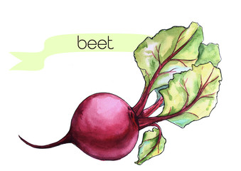 Watercolor hand drawn frash beet. Isolated organic natural eco illustration on white background