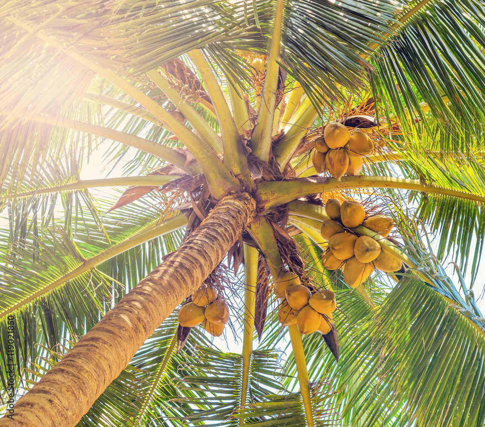 Cococoolie Tree coco on coconut tree Stock Photo | Adobe Stock