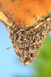 rój pszczół na plastrze miodu