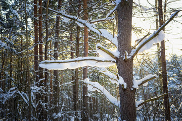 Trees in snow in the winter wood. Forest . Latvia. Europe.