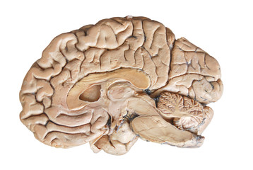 real human half brain anatomy isolated on white background