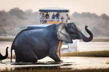 Tourists Watching An Elephant Crossing A River In The Chobe National Park In Botswana, Africa; Concept For Travel Safari And Travel In Africa