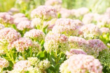 Pink Flowers Of Sedum With Sunlight And Little Fly