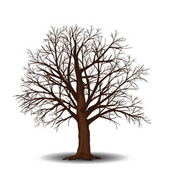 Wall Mural - detached tree maple without leaves