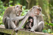 Rhesus macaque monkeys family