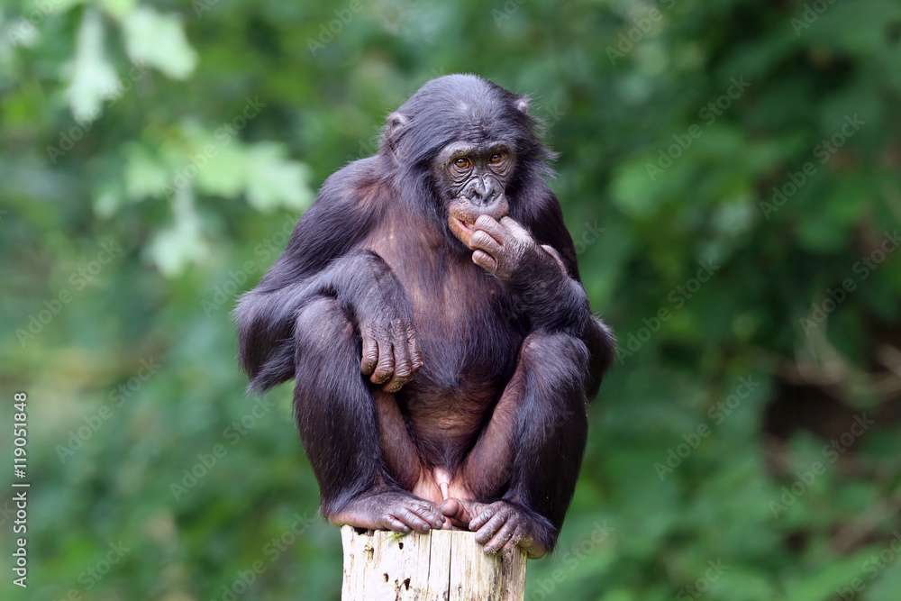 Bonobo - obrazy, fototapety, plakaty 