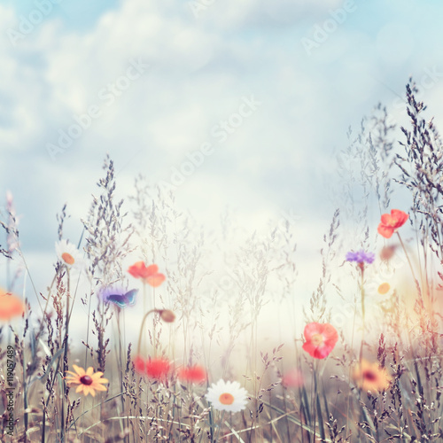 Fotografía Campo con flores silvestres