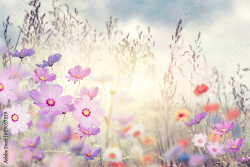 Fotografía Flores silvestres al atardecer