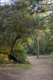 Fototapeta Sawanna - in leafy South forest path