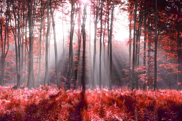 Canvas Print - Red forest abstraction