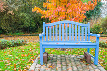 Blue Bench Wet From Rain. Orange Autumn Tree And Fallen Leaves In Park.